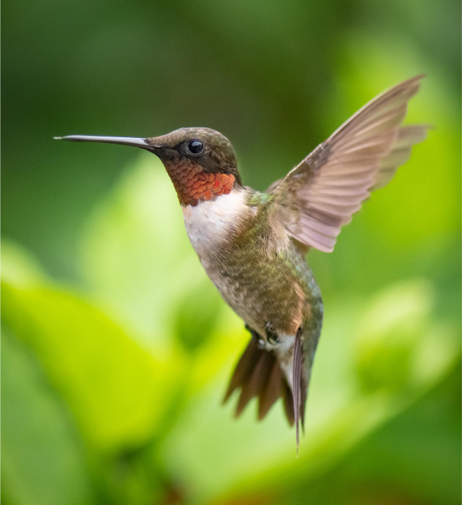 Image & Photo Carousel Block For WordPress 11 Bird flying