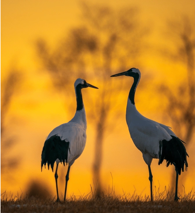 Image & Photo Carousel Block For WordPress 9 Birds slider