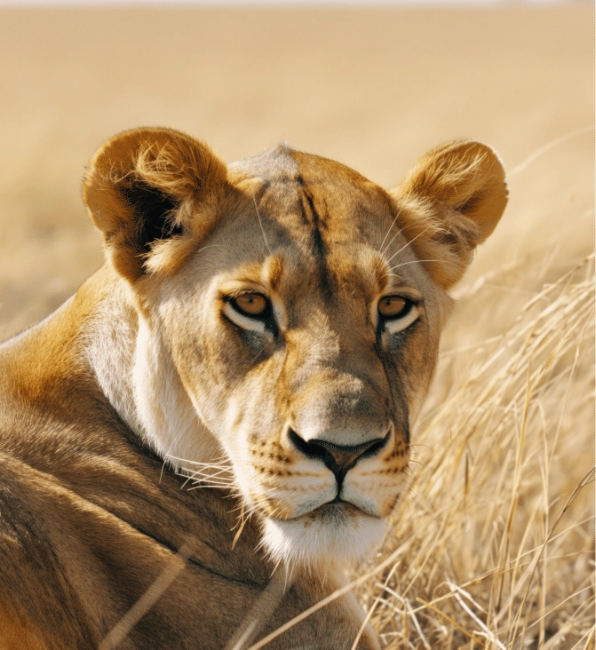 Image & Photo Carousel Block For WordPress 1 lion slider