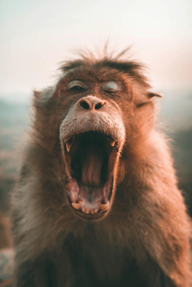 pexels-arindam-raha-2213575