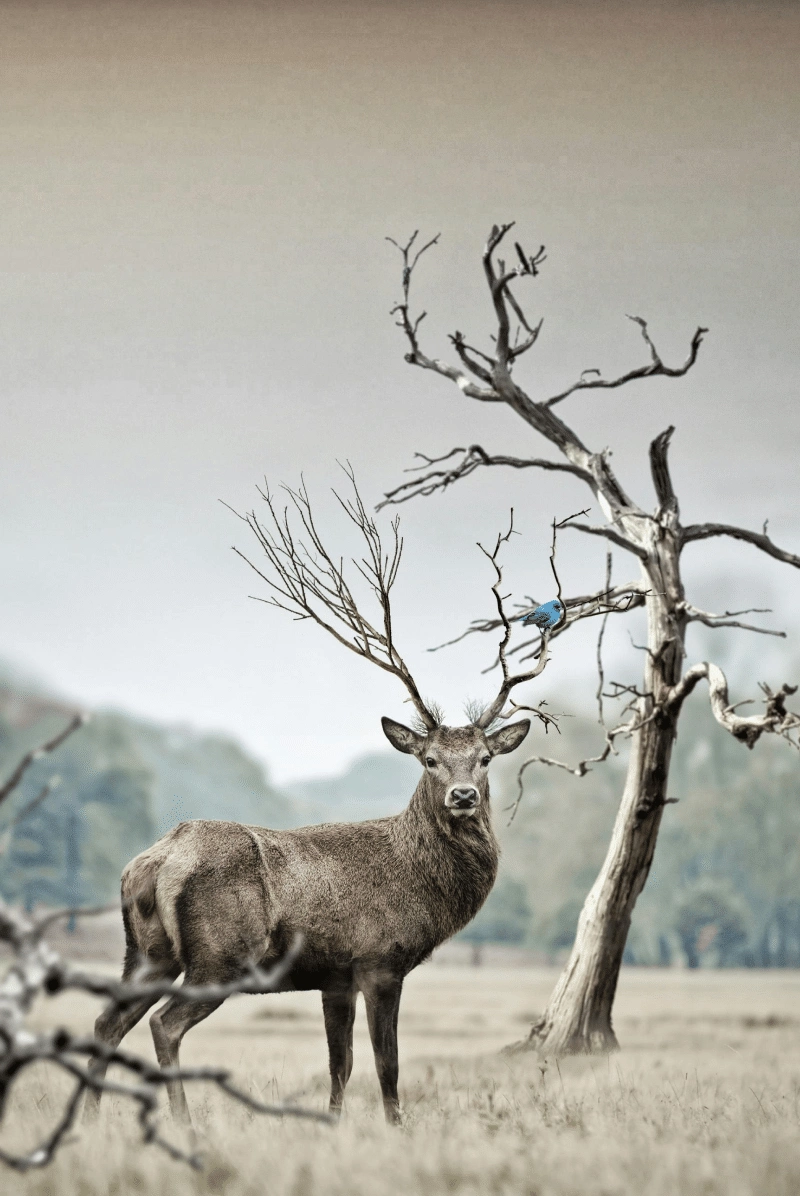 pexels-pixabay-219906